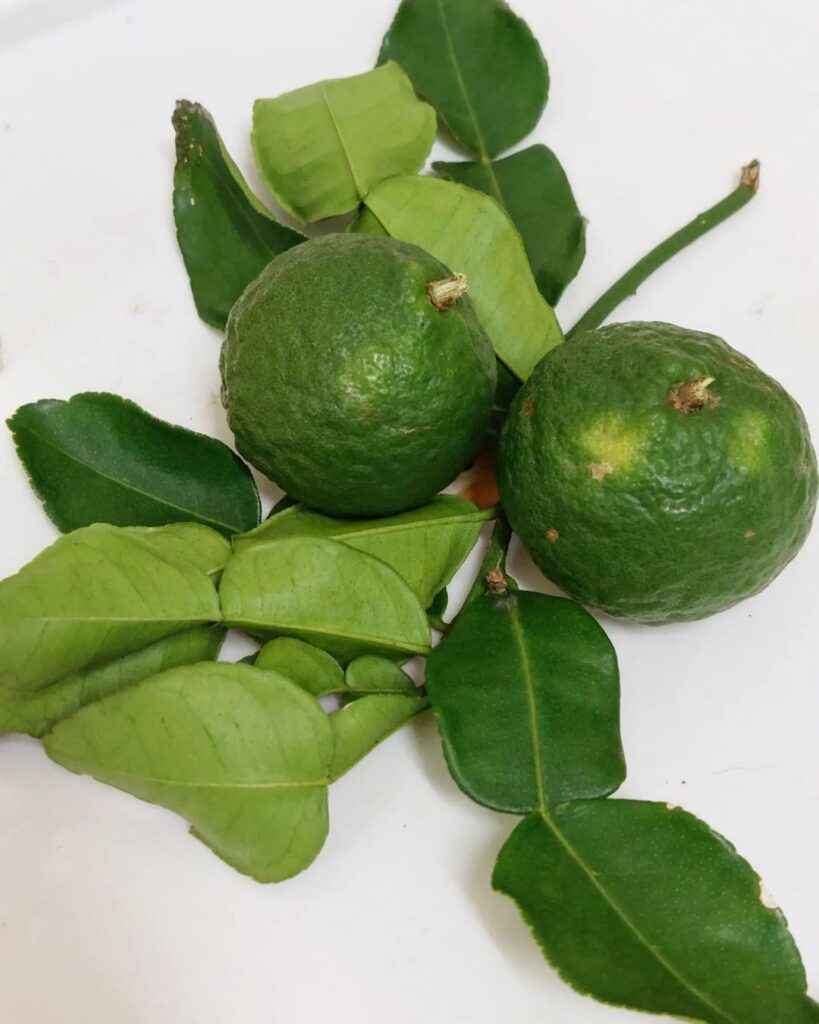 Kaffir Lime (Citrus Hystrix)