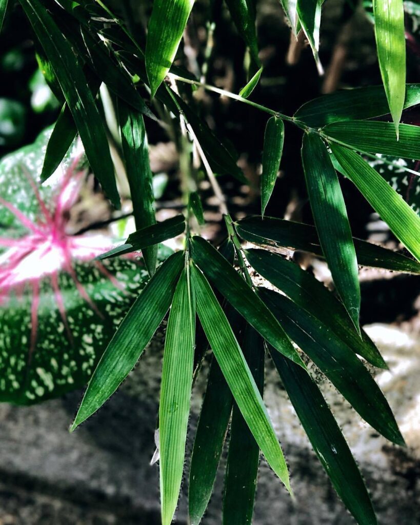 Waterwheel Bamboo (Thyrsostachys Siamensis)