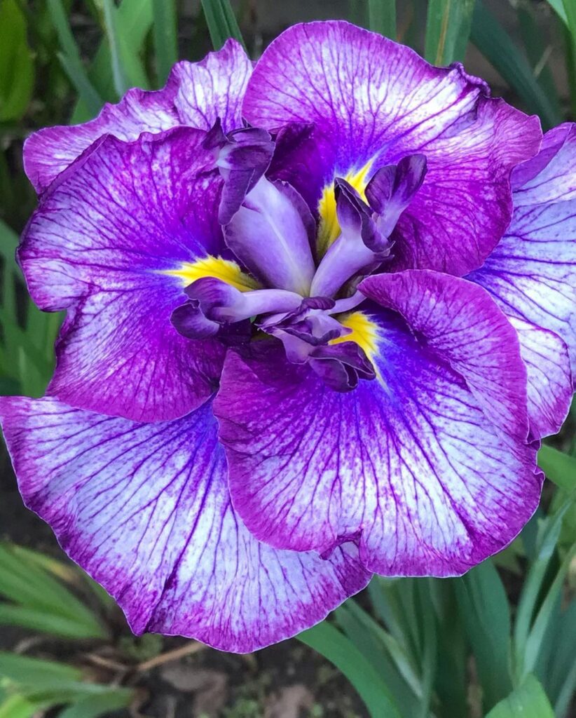 Iris Sibirica (Siberian Iris)