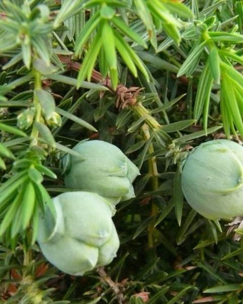 Juniperus Drupacea