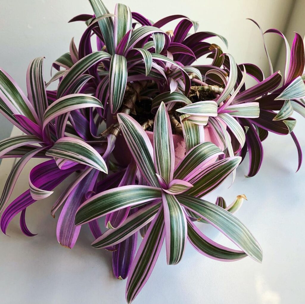 Moses In The Cradle (Tradescantia Spathacea)