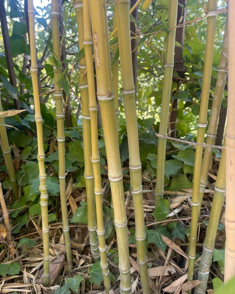 Golden Bamboo (Phyllostachys Aurea)