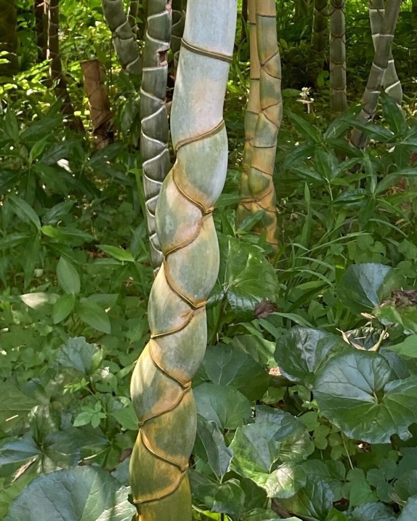 Tortoise Shell Bamboo (Phyllostachys Bambusoides)