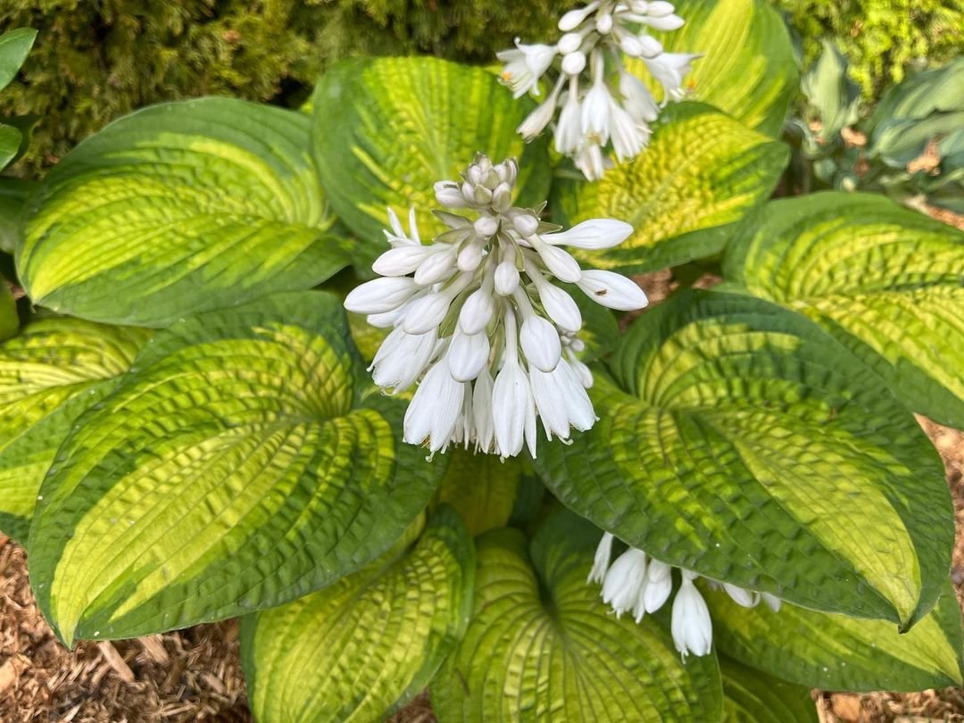 40 Popular Types Of Hosta Pictorial Guide