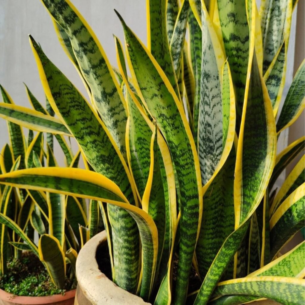 40 Popular Types Of Sansevieria Pictorial Guide