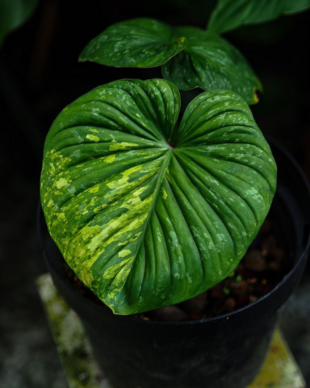 Philodendron Mamei