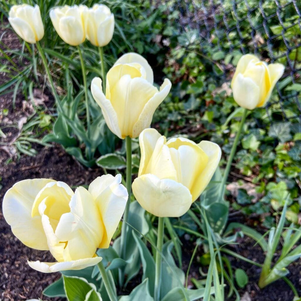 Tulipa 'Yellow Present'