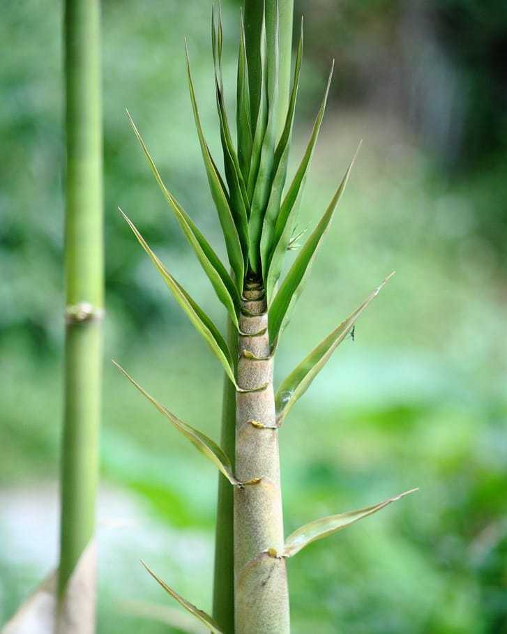 Dragon Bamboo (Gigantochloa Atter)