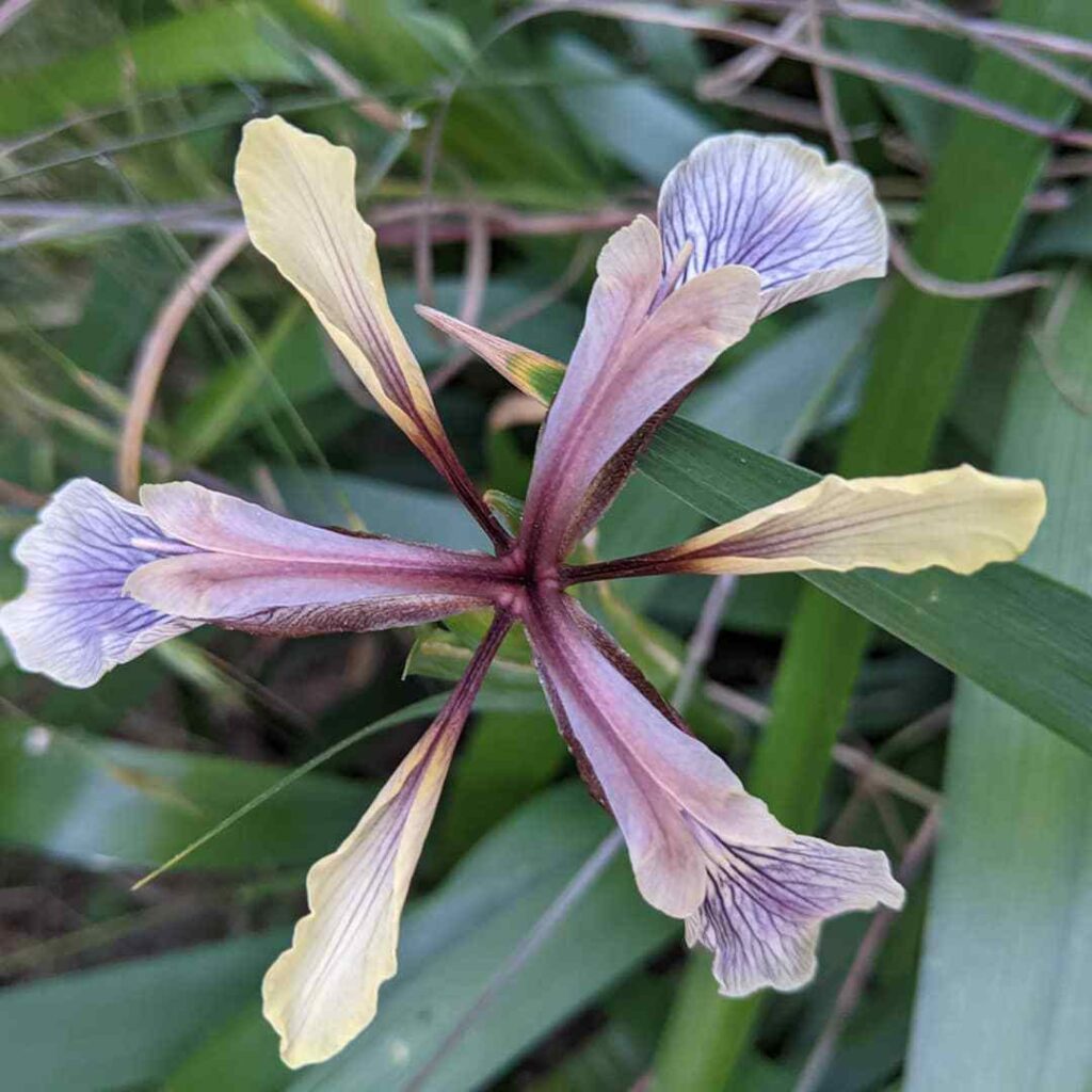 Iris Foetidissima (Stinking Iris)