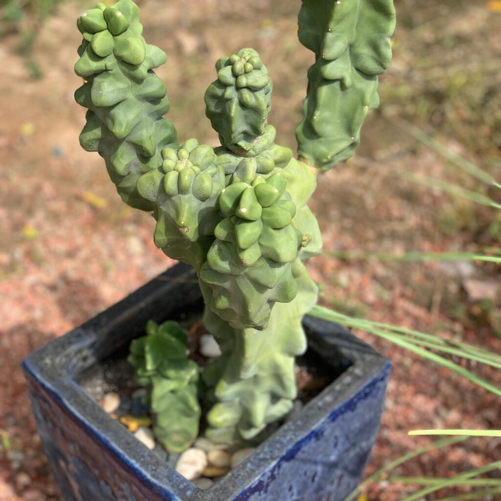Totem Pole Cactus (Lophocereus Schottii)