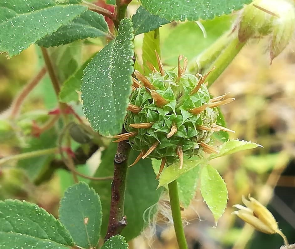Trifolium Glomeratum (Clustered Clover)