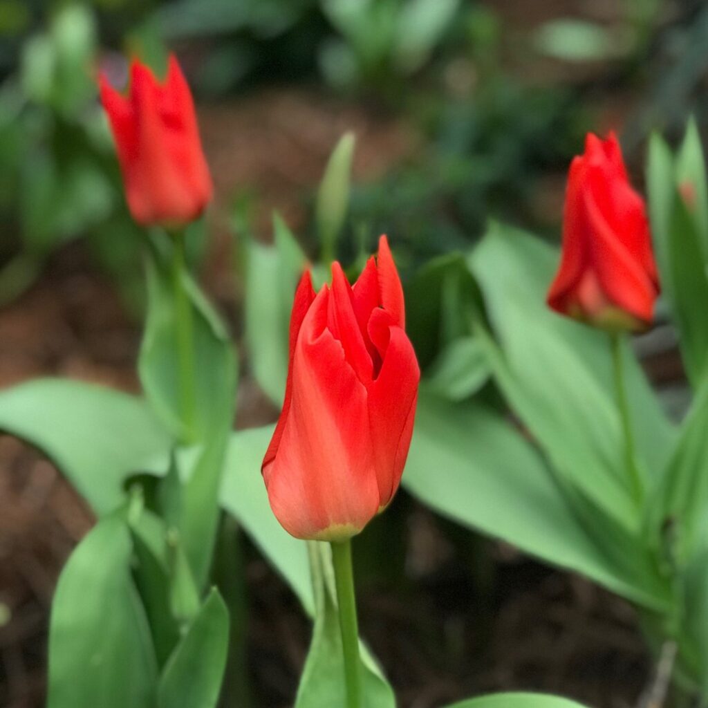 Tulipa 'Red Emperor'