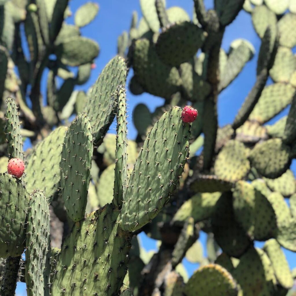 Tuna Cactus (Opuntia Ficus-Indica)
