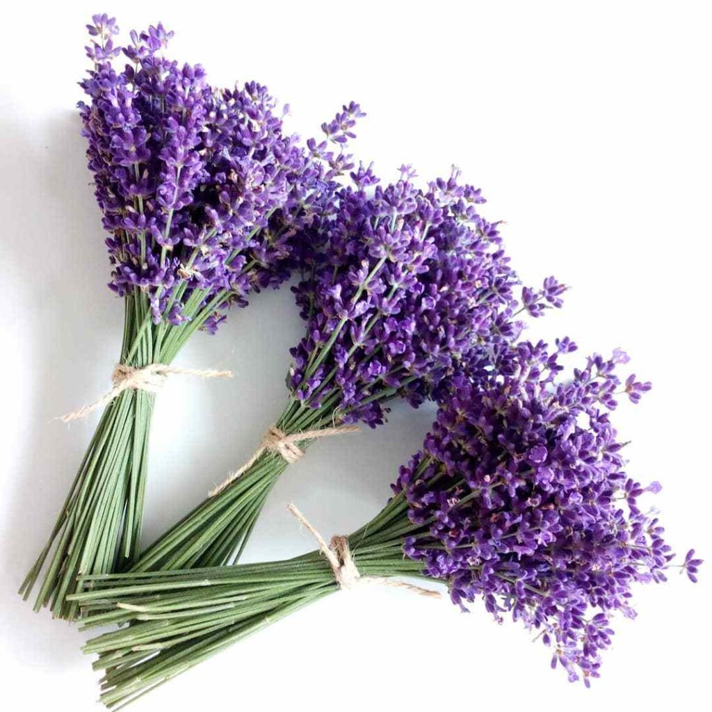 Top 10 Most Popular Types Of Lavender Pictorial Guide