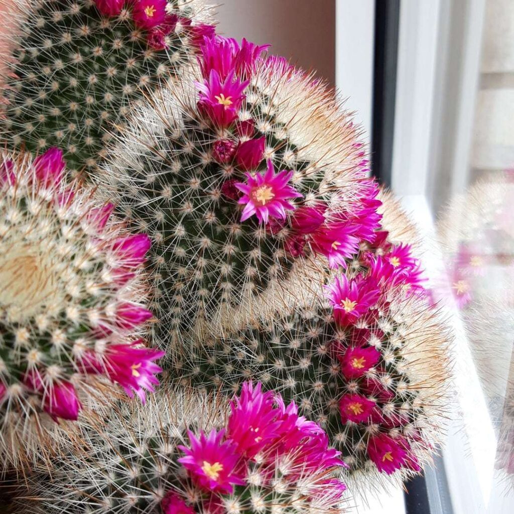 Pincushion Cactus (Mammillaria Spp.)