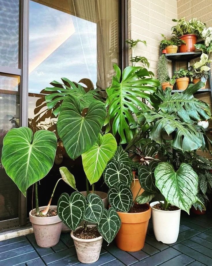 Top 10 Most Popular Houseplants You Need To Add To Your Collection ASAP!