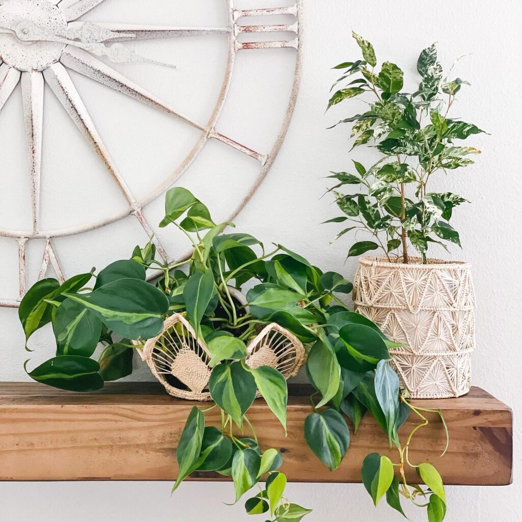 Top 10 Most Popular Houseplants You Need To Add To Your Collection ASAP!