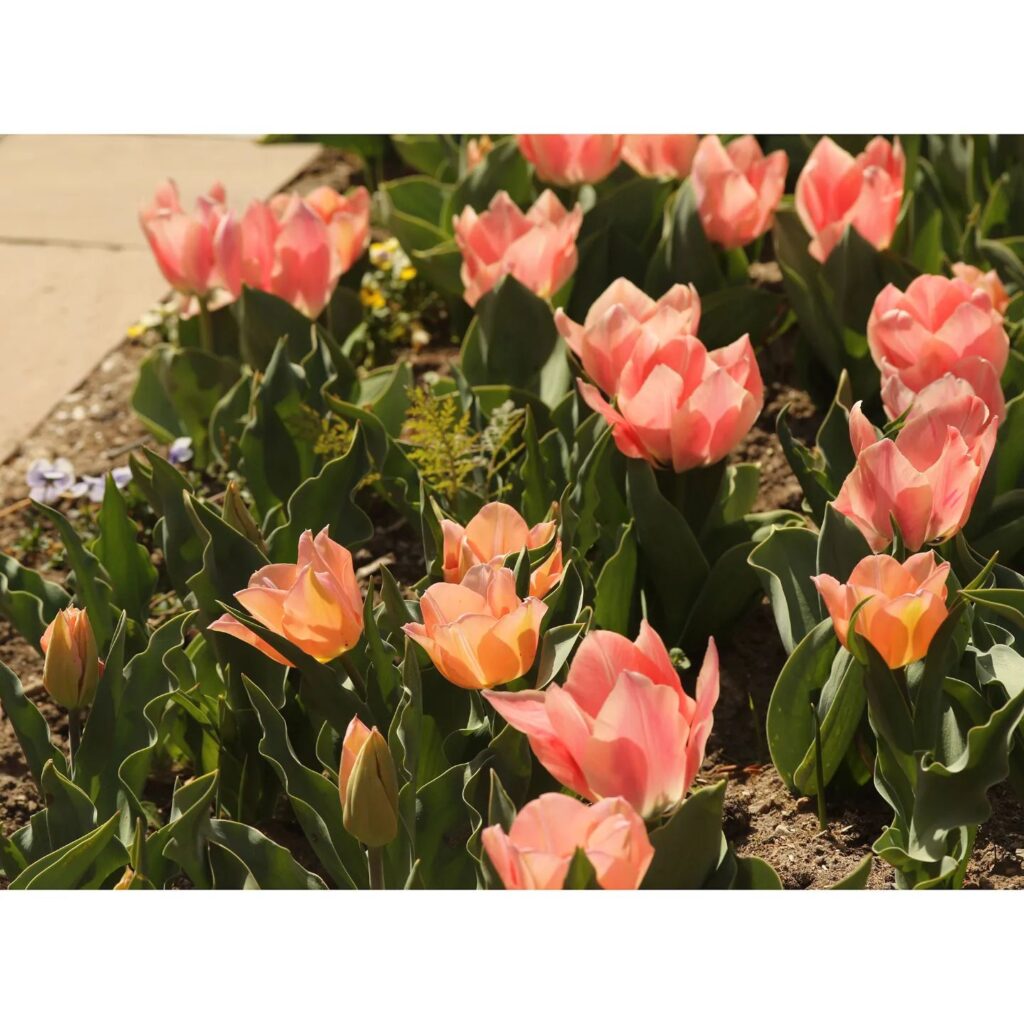 Tulipa 'Apricot Beauty'