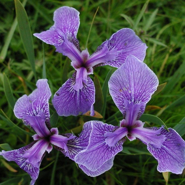 Iris Setosa (Beachhead Iris)