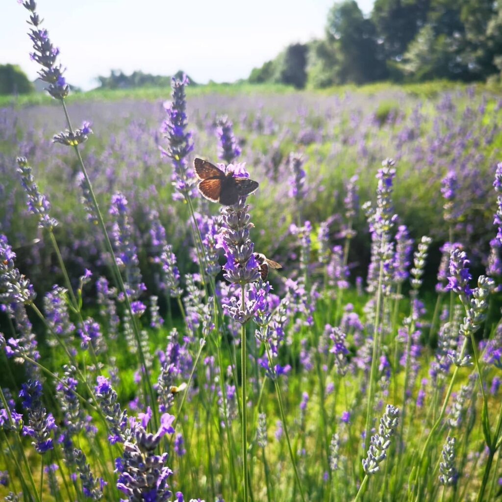 Top 5 FAQ And Answers For Lavender Plants