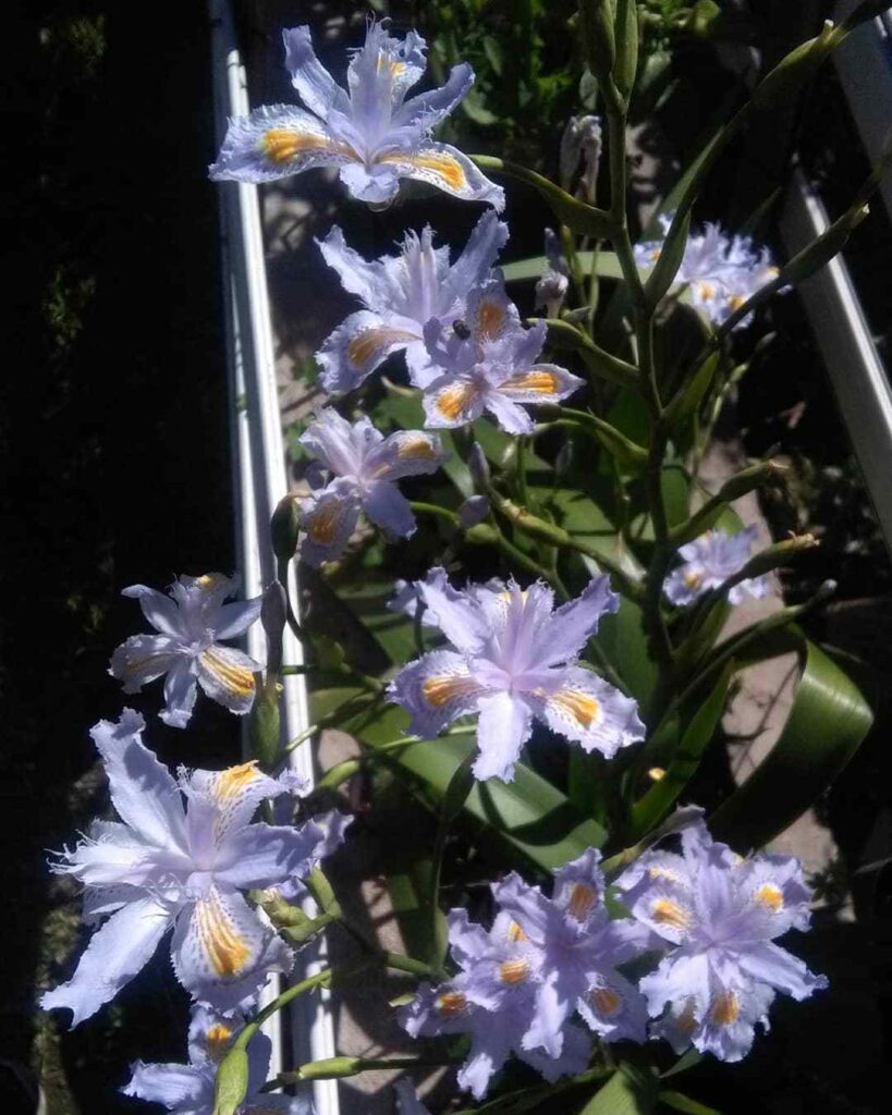 Iris Japonica (Japanese Iris)
