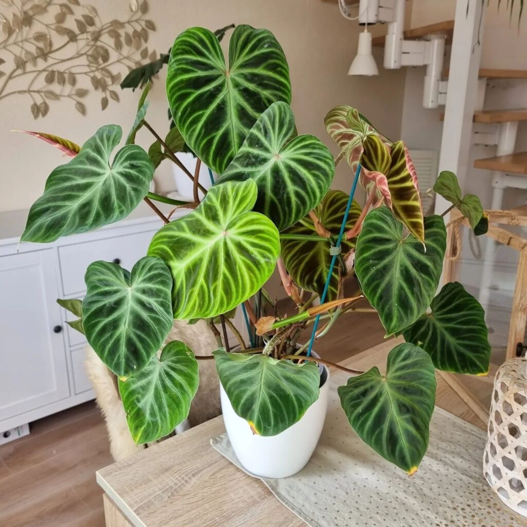 Top 5 FAQ And Answers For Indoor Plants