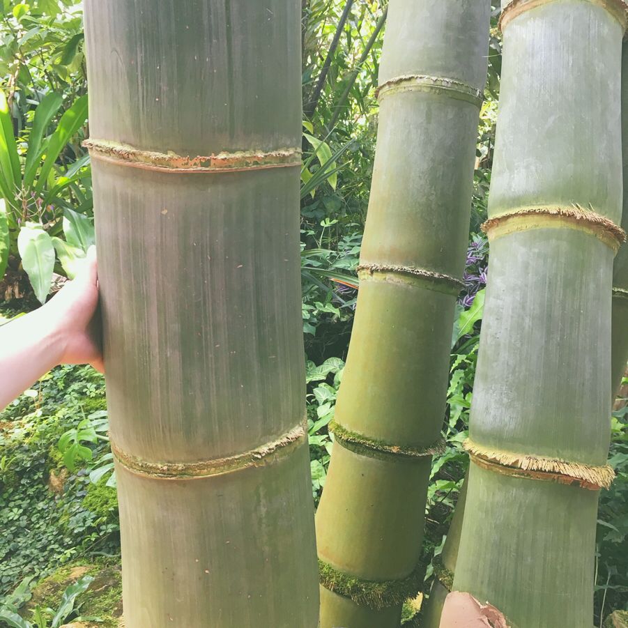 Giant Bamboo (Dendrocalamus Giganteus)