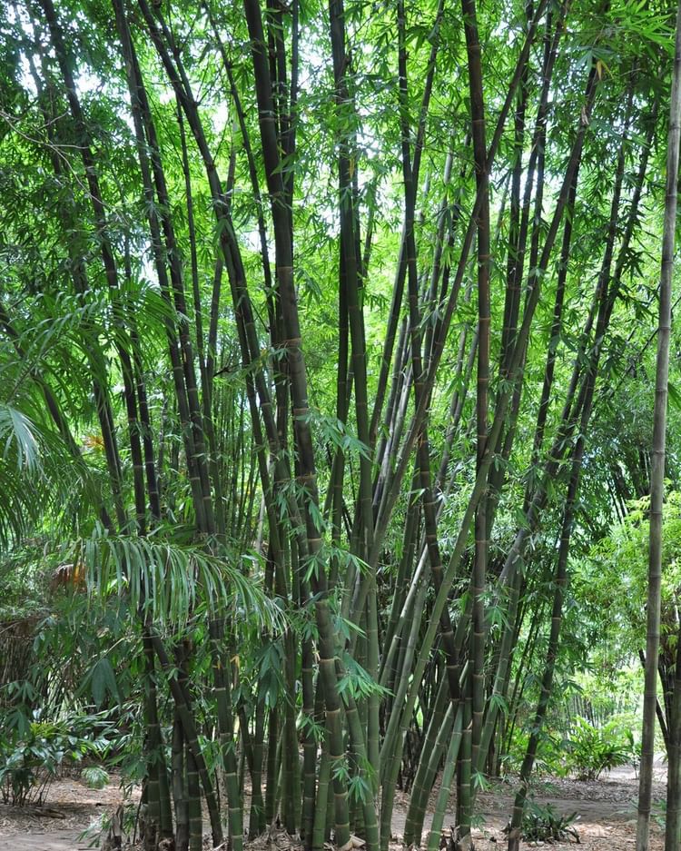 Malay Dwarf Bamboo (Gigantochloa Levis)