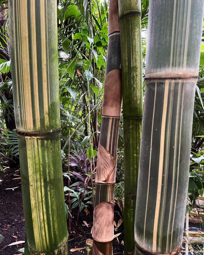 Variegated Bamboo (Bambusa Vulgaris 'Vittata')