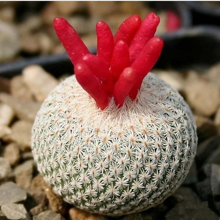 Button Cactus (Epithelantha Micromeris)