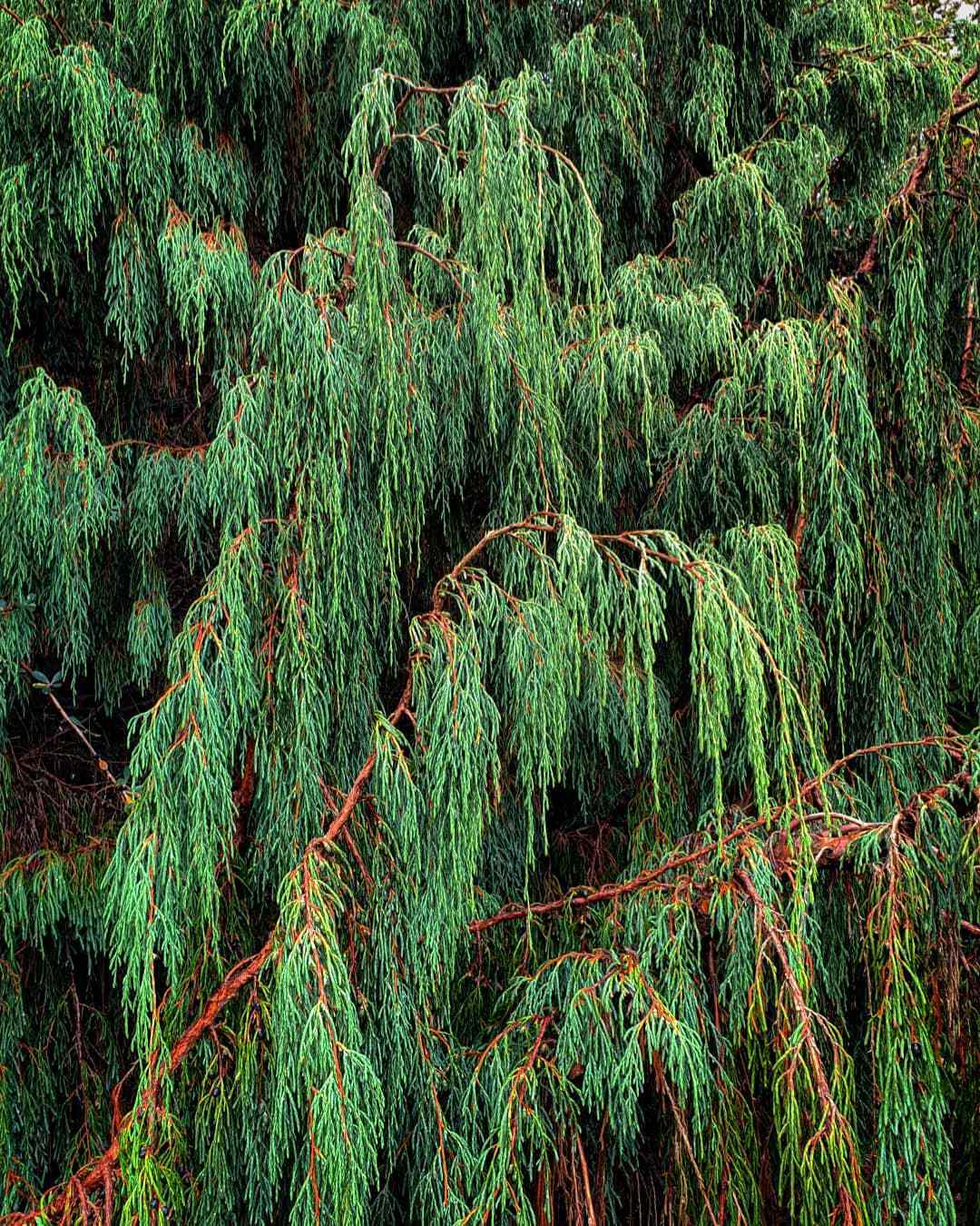 Juniperus Recurva