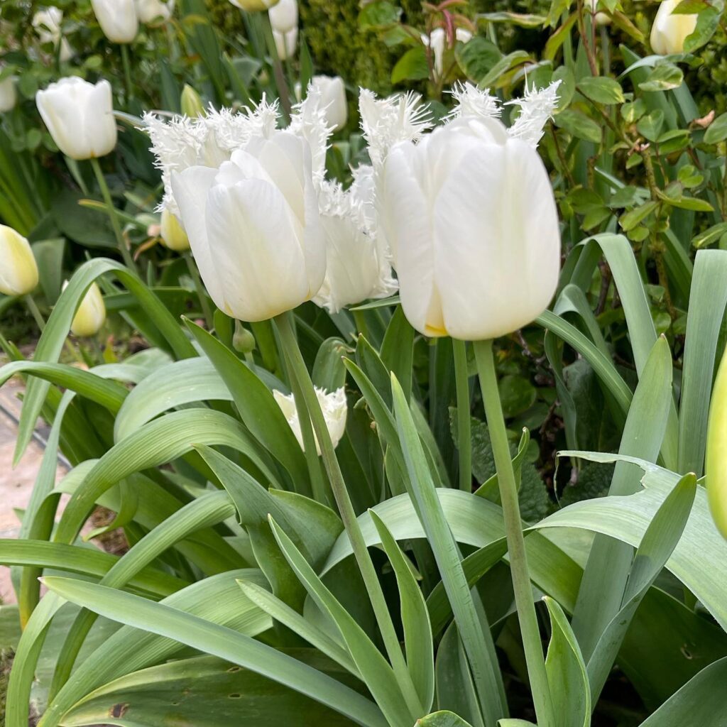 Tulipa 'White Dream'