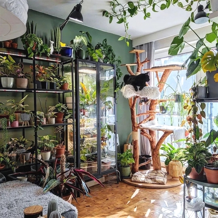 Top 5 FAQ And Answers For Low Light Houseplants