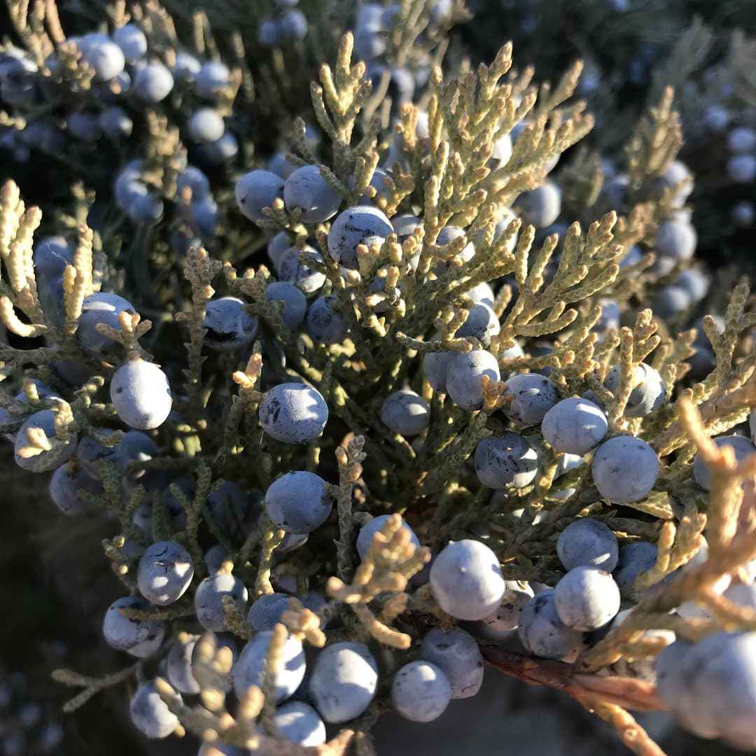 Juniperus Horizontalis