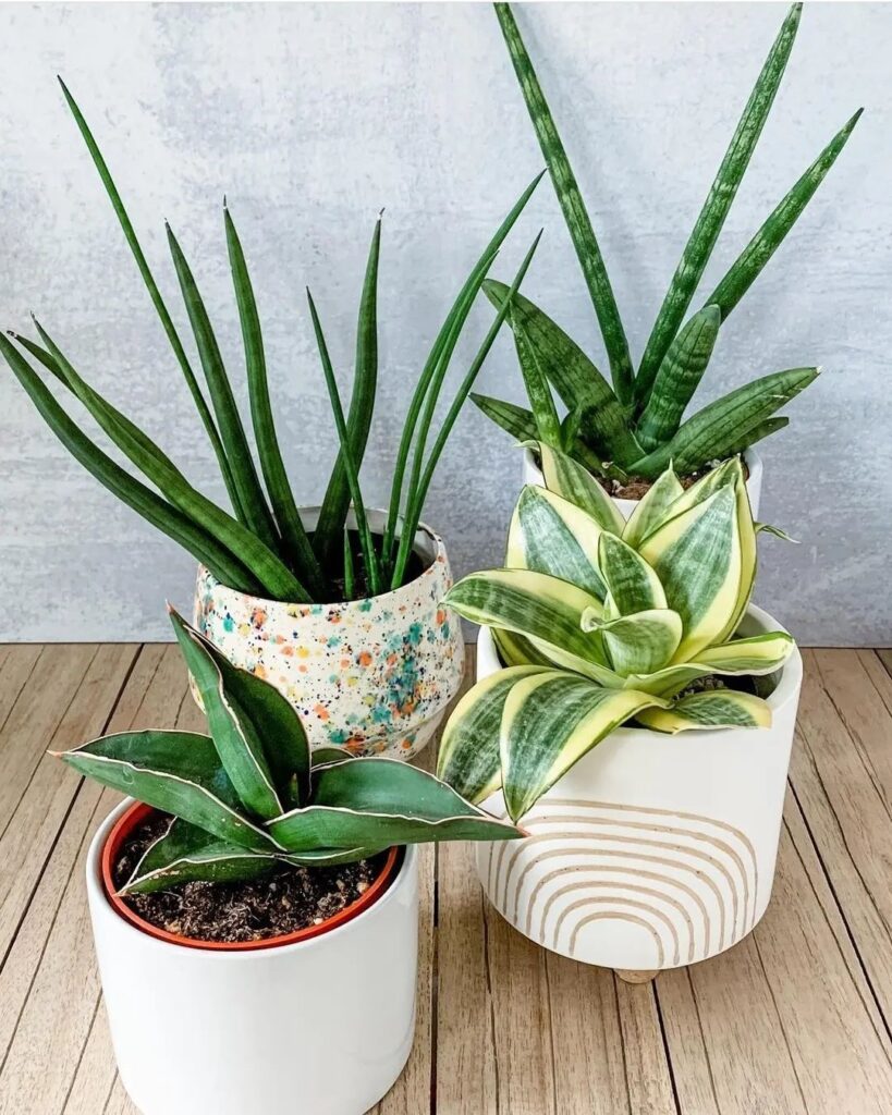 How To Grow And Care For Indoor Plants
