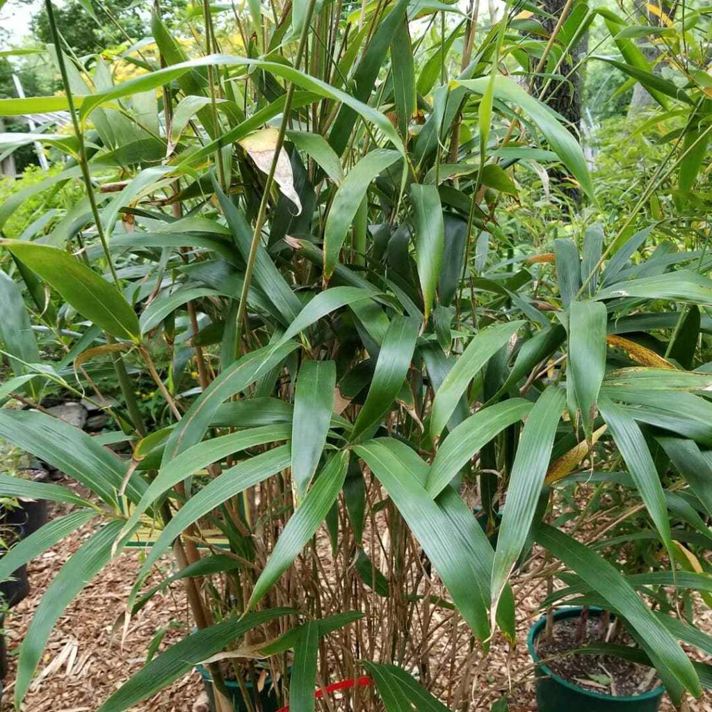 Hedge Bamboo (Bambusa Multiplex 'Riviereorum')