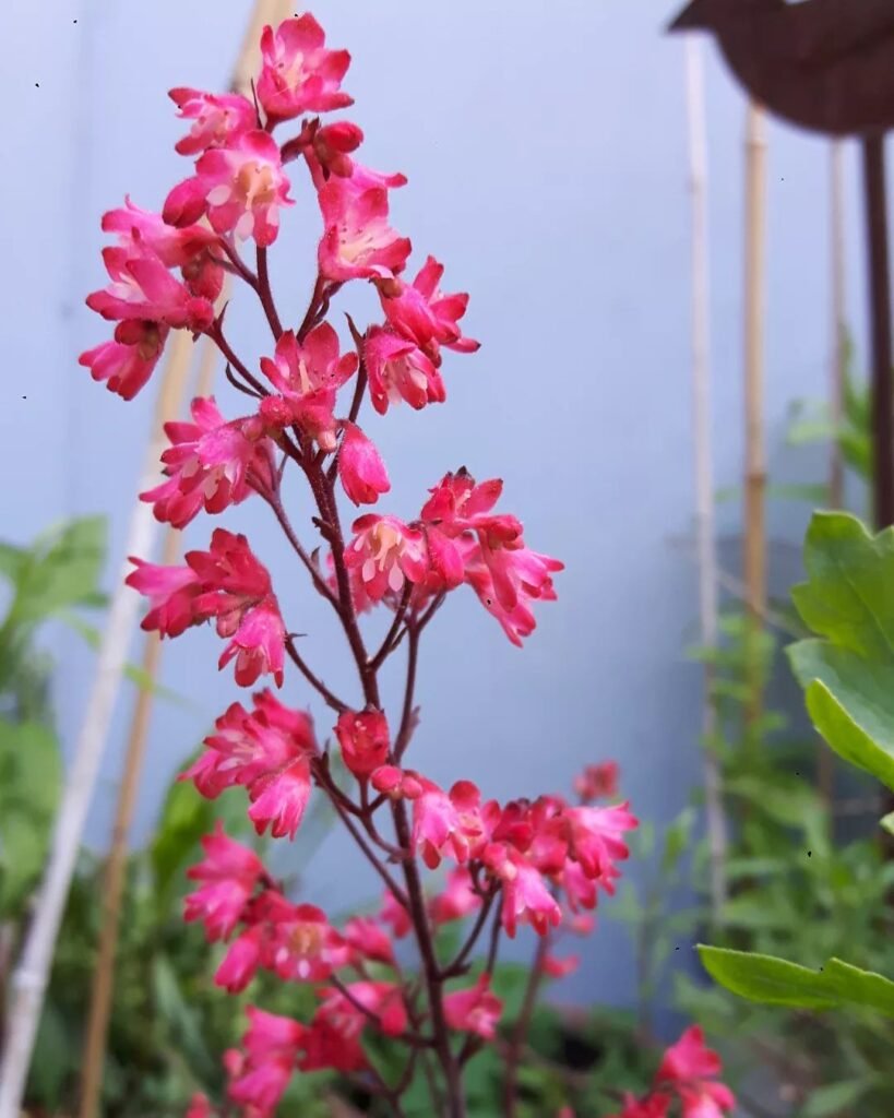 15-popular-types-of-heuchera-pictorial-guide