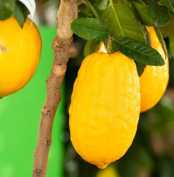 Citron (Citrus Medica)