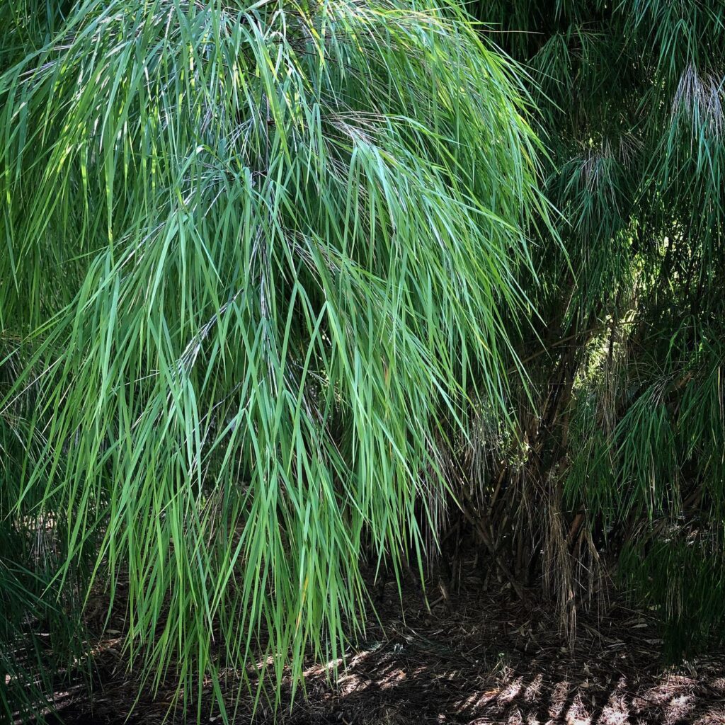 Mexican Weeping Bamboo (Otatea Acuminata Aztecorum)