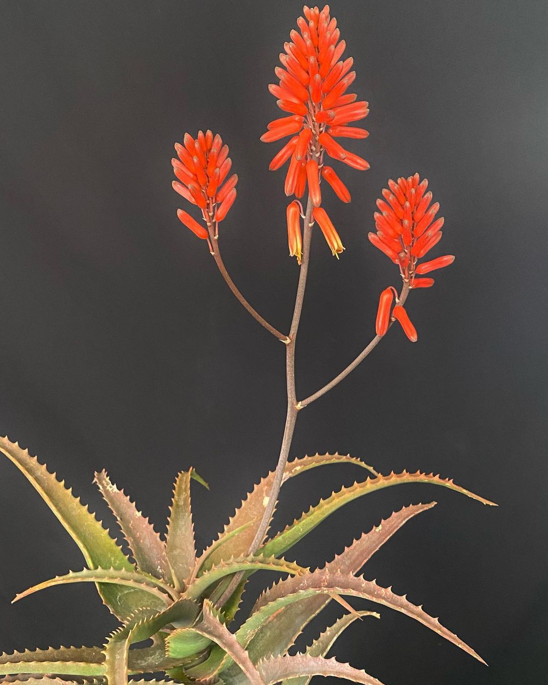 Aloe Cheranganiensis