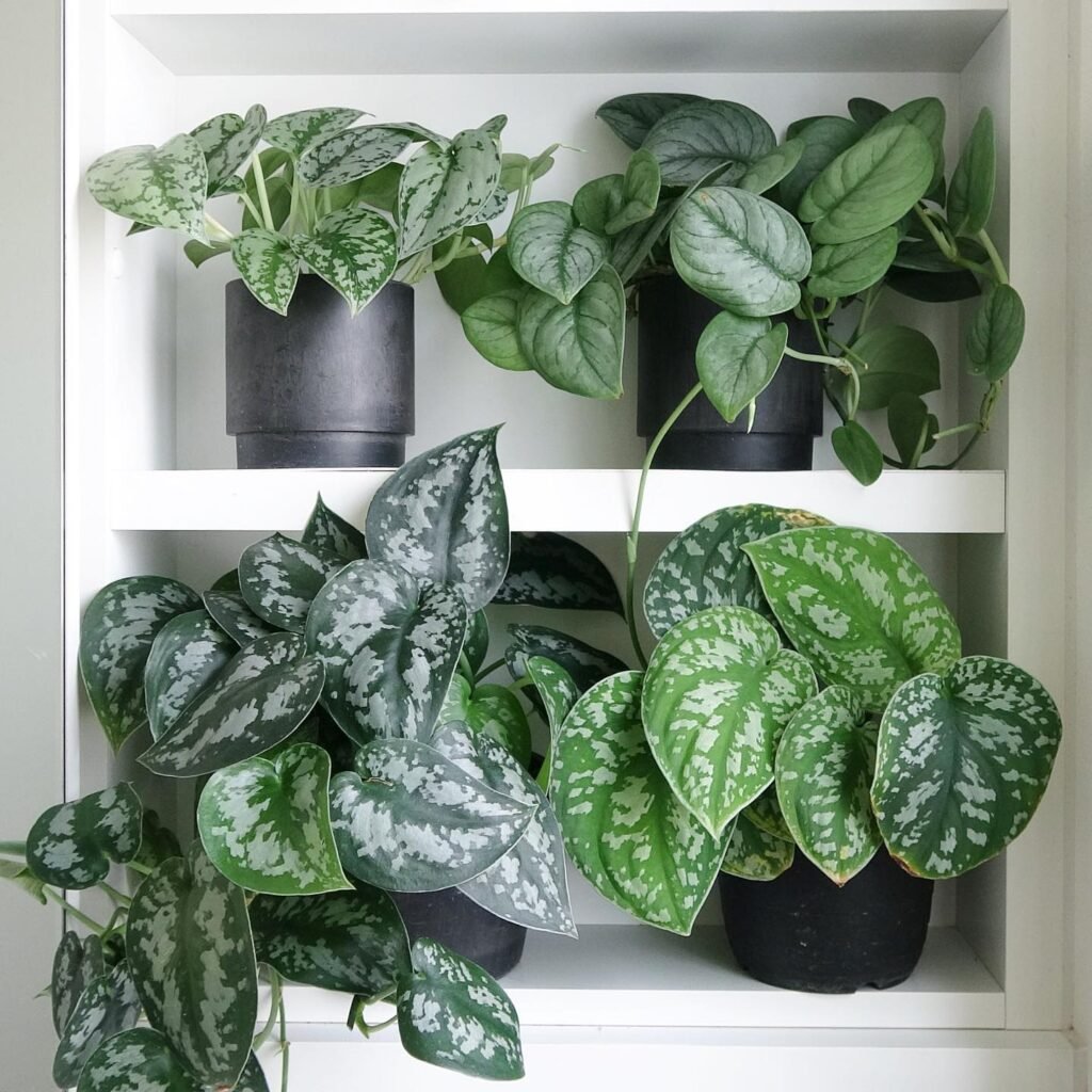 Reviews For ALTMAN PLANTS Air Purifying Live Houseplants (6 Pack), Easy