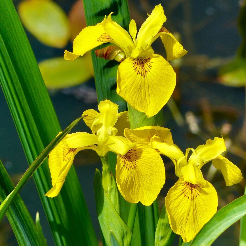Iris Pseudacorus (Yellow Flag Iris)