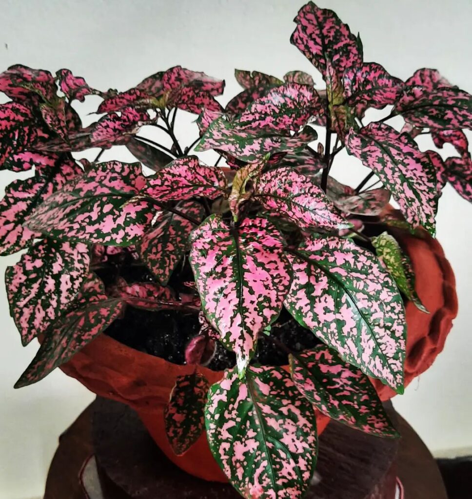 Polka Dot Plant (Hypoestes Phyllostachya)