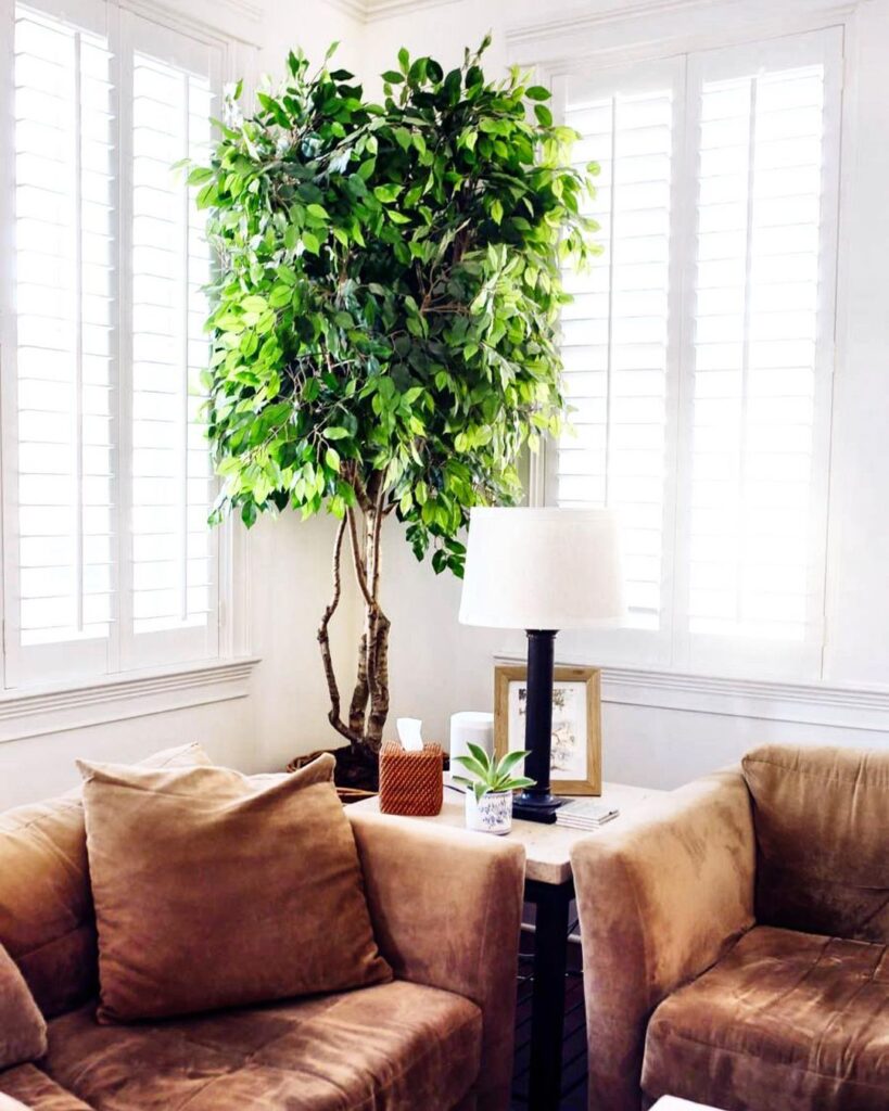 Breathe Easier With These Top 10 Air Purifying Houseplants!
