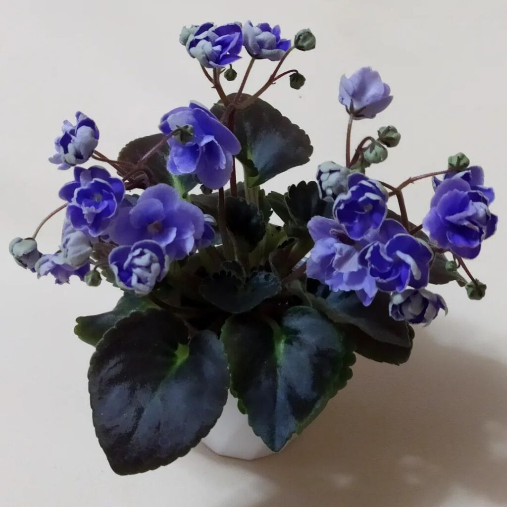 African Violet (Saintpaulia Jonantha)