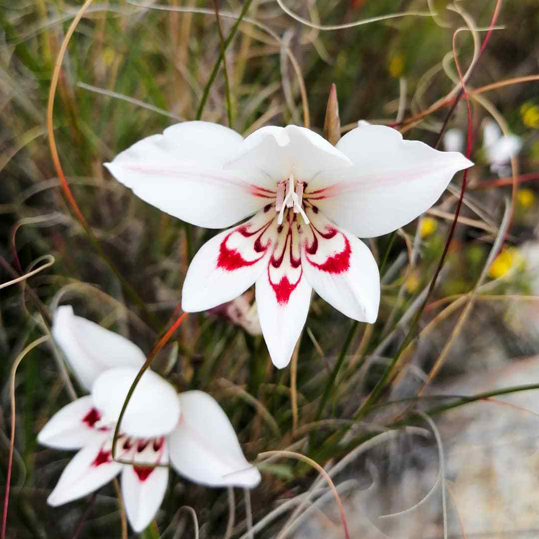 Gladiolus Debilis
