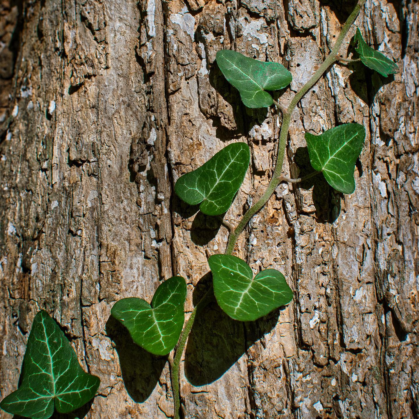 Hedera Pastuchovii (Armenian Ivy)