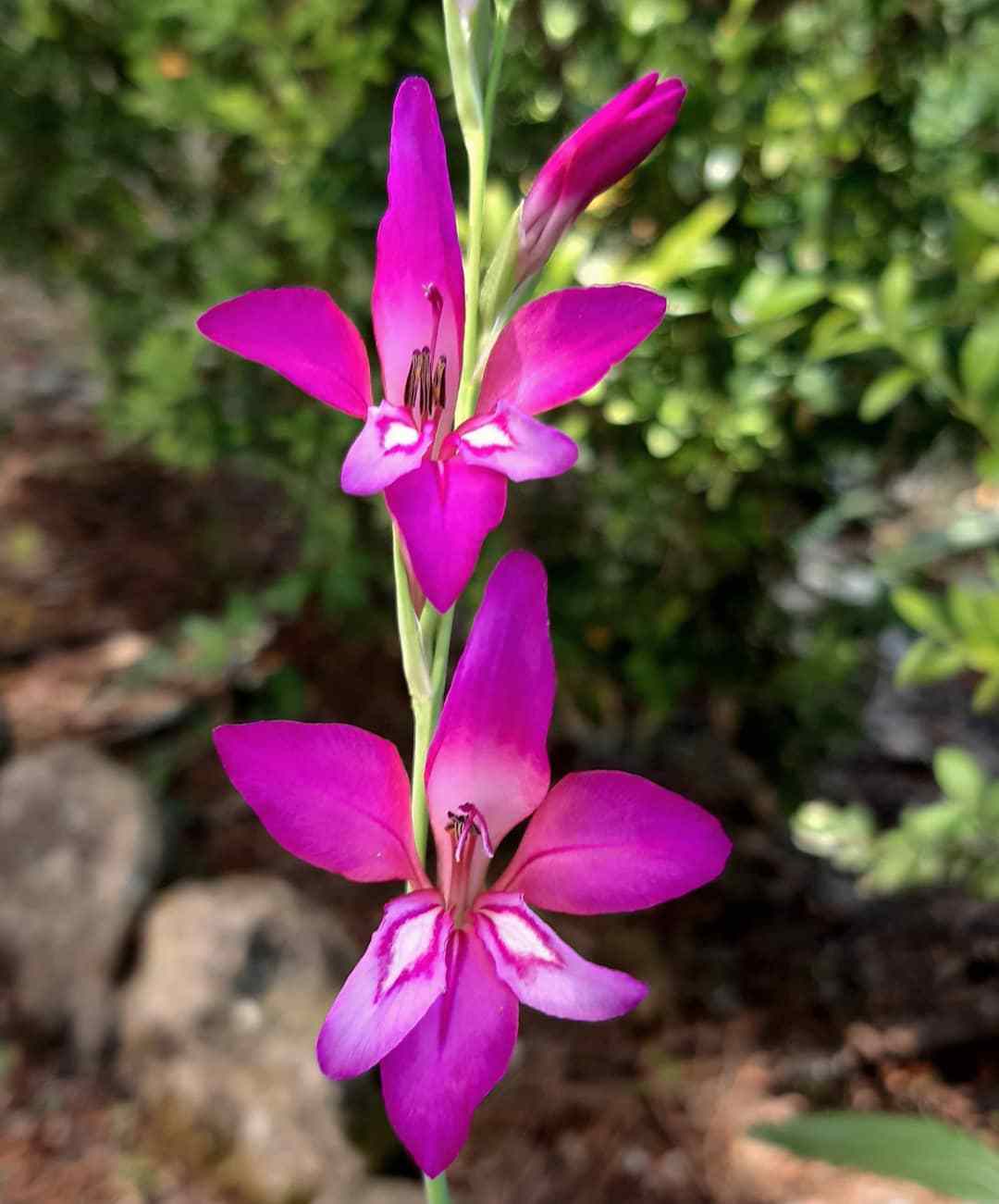 Gladiolus Illyricus