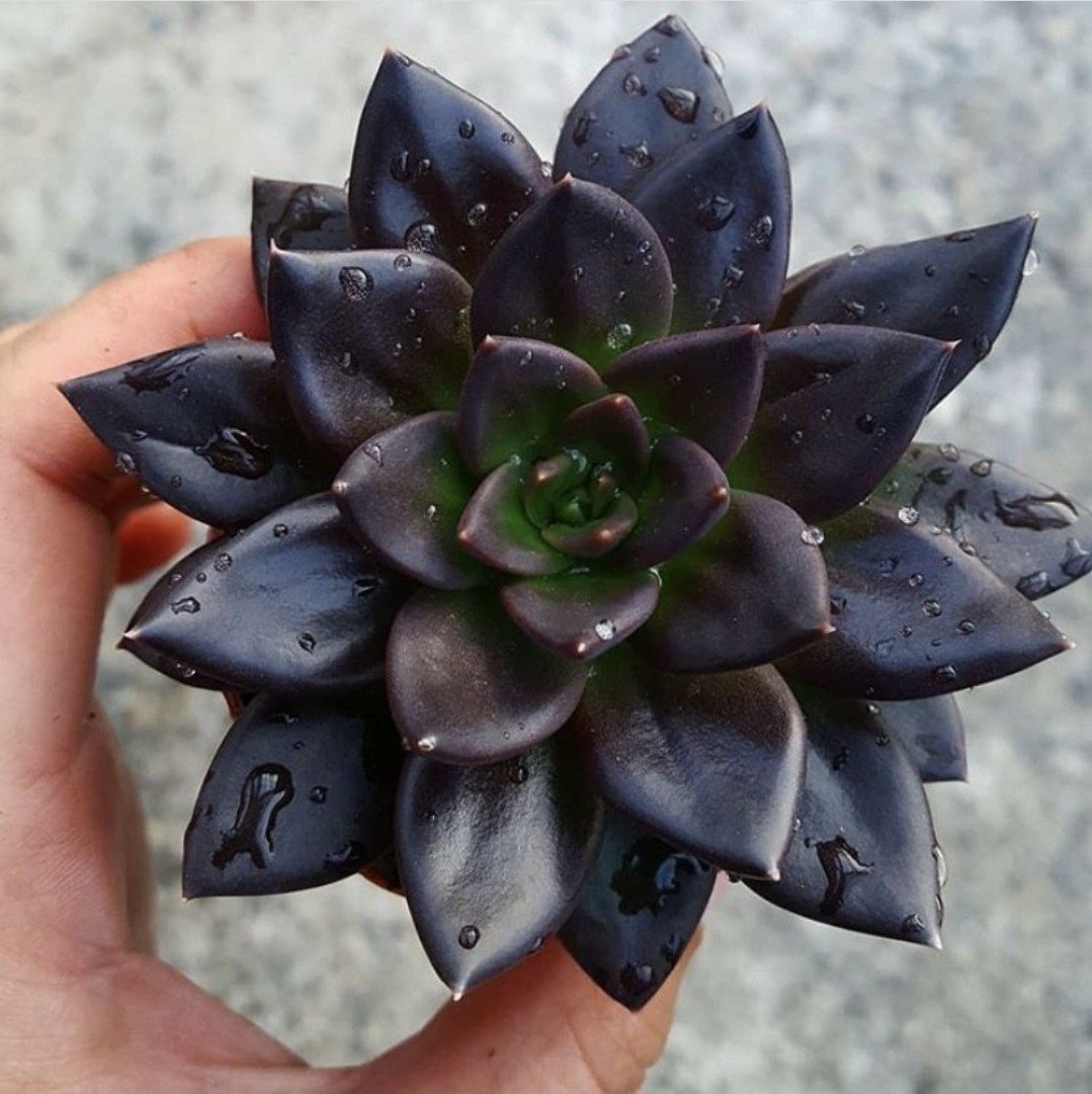 Black Succulents - Echeveria 'Black Prince' or Aeonium 'Zwartkop'