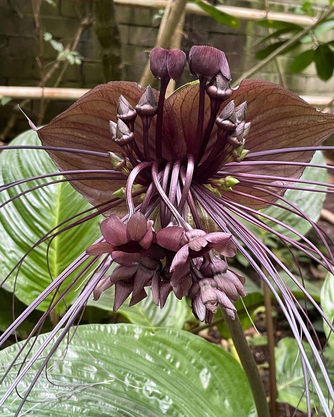 Black Bat Flower - Tacca Chantrieri